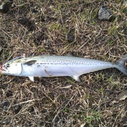 リーダーがズタズタに